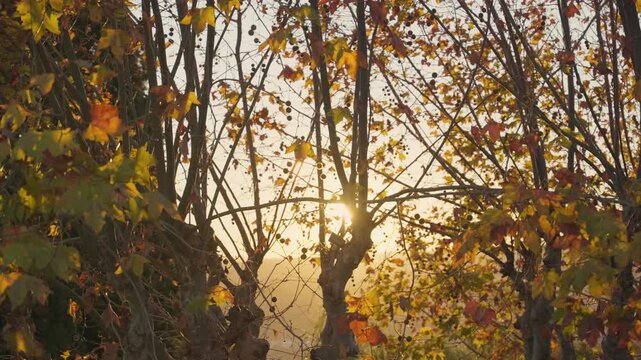 Beautiful golden sunset shining through the silhouettes of plane trees with colorful autumn leaves, creating a peaceful and serene atmosphere during a fall evening in slow motion