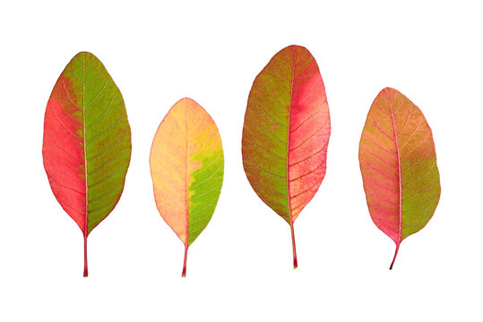 Collection of red and green autumn smoke tree (Cotinus coggygria) leaves isolated on white background. Botanical foliage set for seasonal design.