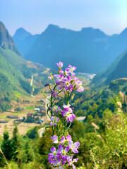 Obraz premium Purple Wildflower Against a Misty Mountain Valley With Karst Peaks and Rice Terraces in Ha Giang Vietnam