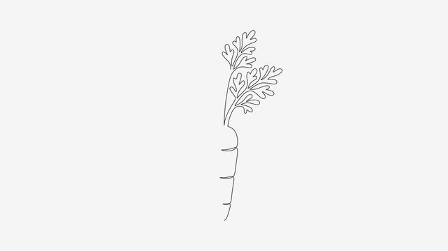 Continuous line drawing animation of fresh organic carrot vegetable design.