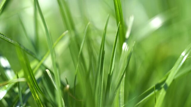 Macro view of vibrant green winter wheat sprouts growing under bright sunlight in an agricultural field