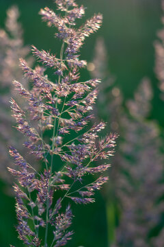 Purple meadow grass in soft evening light, natural summer background with shallow depth of field