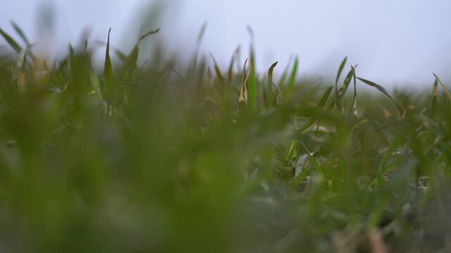 Low angle view through young winter wheat shoots growing in a misty agricultural field with soft bokeh
