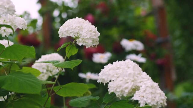 Beautiful white hydrangea flowers blooming in a summer garden with green foliage background