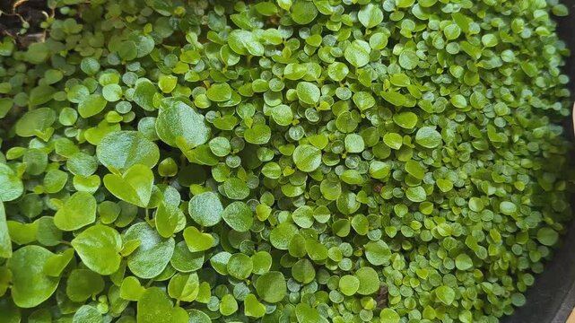 Green leaf tree inhabited by small ants
