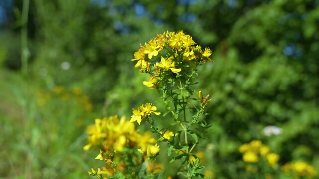 Macro shot of vibrant yellow Saint John's wort flowers blooming in a sunny green meadow
