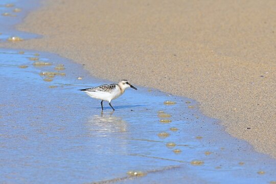Snowy Plover , Calidris alba , on a sandy beach