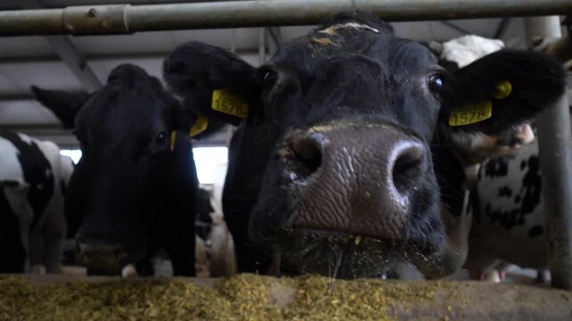 Holstein cow standing in a pen and eating dry fodder