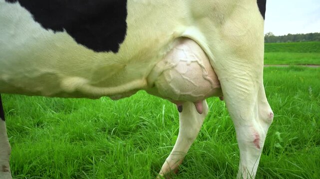 Close-up of a Holstein cow udder in a green pasture
