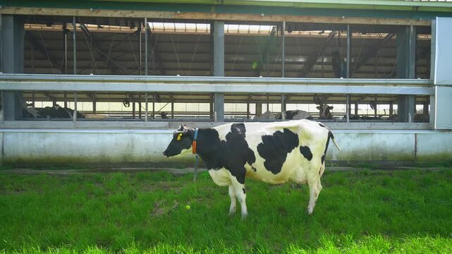 Side profile of a Holstein cow in a green field with farm buildings in the background