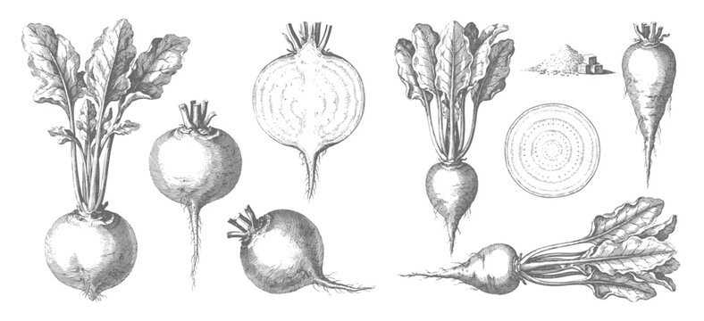 Beetroot plant collection with roots, leaves, and slices in vintage engraving. Engraved beetroot plant set with roots, stems, leaves, and vegetable slices.