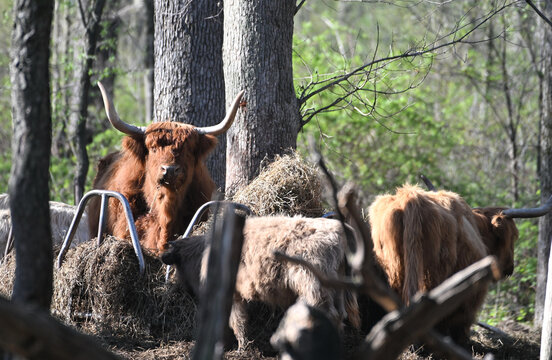 Highland Cattle