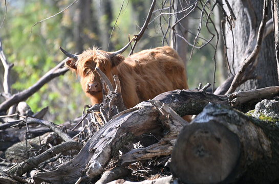 Highland Cow or Bull