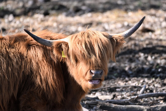 Highland Bull or Cow