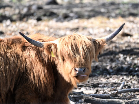 Highland Bull or Cow