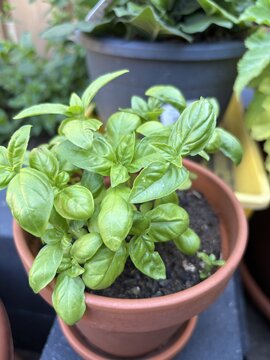 Fresh Green Basil Plant Growing in a Terracotta Pot Outdoors