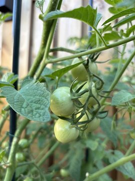 Green Tomatoes Ripening on Vine in Home Garden Setting