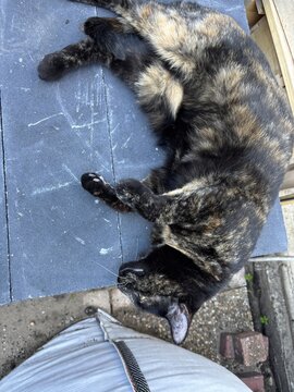 Tortoiseshell Cat Relaxing on a Dark Surface in Natural Light