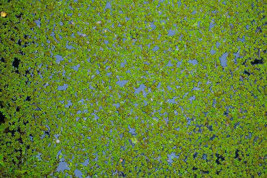 Top view of aquatic plants covering a pond surface.