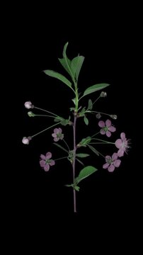 Time lapse of blooming cherry willow branch isolated on black background, vertical orientation