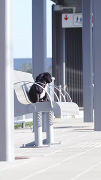 Small black dog on station bench waiting for train