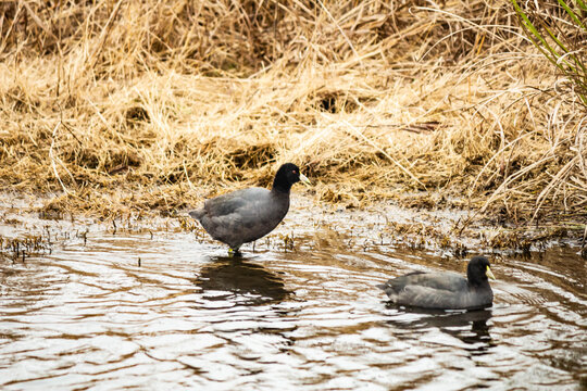 Pair of coots on rippled water at the edge of a wetland
