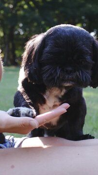 Dog give a paw to person in slow motion