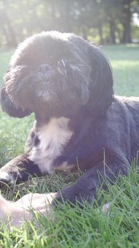 Dog paws on person hands in grass