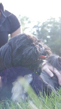 Person caressing puppy while lying beside in grass