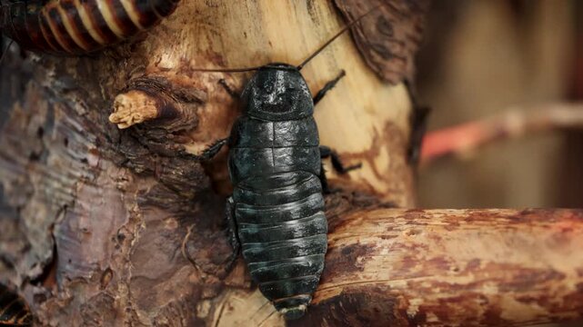 Madagascar hissing cockroach resting on textured wood. Close up showing segmented body and antennae.