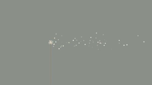 Minimalist dandelion seed blowing animation, abstract nature motion with floating particles on solid grey 4k background