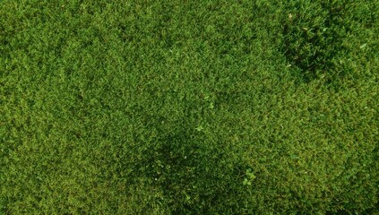 Fototapeta premium Green Grass Covers the Ground in a Park Area During Daylight Hours