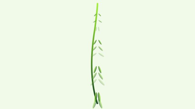 Minimalist green plant stem swaying in gentle breeze animation 4k isolated on light background nature