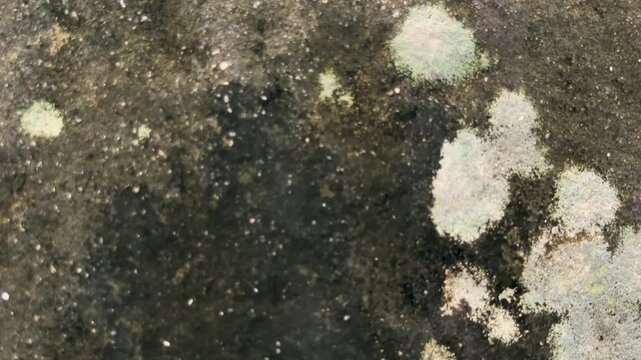 Textured dark stone surface with patches of light green and white lichen growth