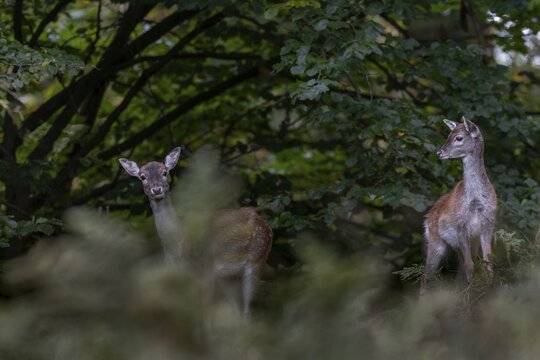 As a rule, the fallow deer (Dama dama) has a calf in June, I have never observed a female having two calves, autumn, rut, fallow deer rut, October, Germany