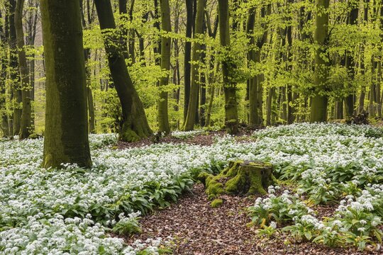 Wild garlic (Allium ursinum) in bloom in a beech forest in spring, Hilter, Lower Saxony, Germany