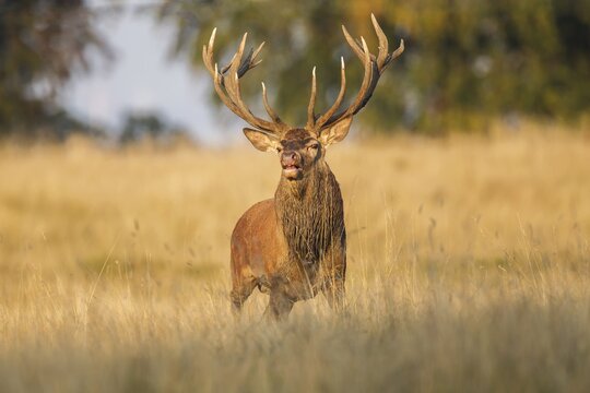 Red Deer (Cervus elaphus), Klampenborg, Copenhagen, Denmark