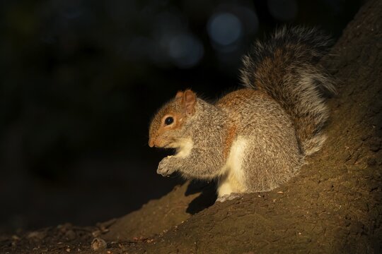 Grey squirrel (Sciurus carolinensis) adult animal feeding on a nut on a tree trunk, England, United Kingdom