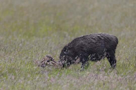 While the wild boar (Sus scrofa) forages for food, the young boar know how to occupy themselves in other ways, rearing their young, playing, Denmark