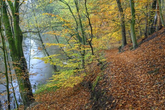 Beech forest on the Hohe Ufer on the Hunte near D&ouml;tlingen, forest, Huntepadd, D&ouml;tingen, Lower Saxony, Germany