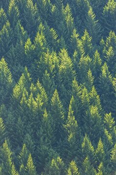 Pine trees forest, Queenstown, South Island, New Zealand