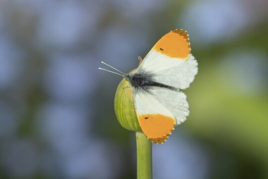 Orange tip butterfly (Anthocharis cardamines) adult insect resting on garden Allium flowers in spring, England, United Kingdom