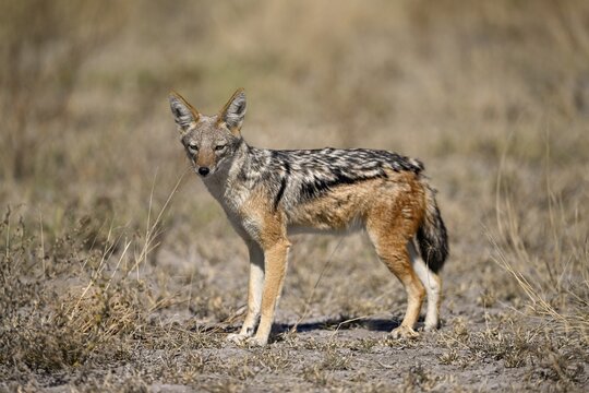 Black-backed jackal (Lupulella mesomelas), Nxai Pan National Park, near Gweta, Central District, Botswana