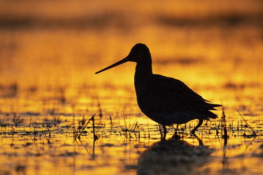 Black-tailed Godwit (limosa limosa) in a wet meadow, sunset, silhouette, Lake D&uuml;mmer, Lembruch, Lower Saxony, Germany