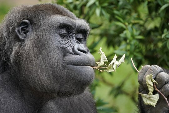 Lowland gorilla (Gorilla gorilla), animal portrait, captive, Germany