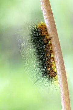 Garden tiger moth, Caterpillar (Arctia caja), Almtal, Upper Austria, Austria