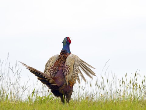 Pheasant (Phasianus colchicus) or hunting pheasant, male calling, flapping his wings, Texel Island, Netherlands
