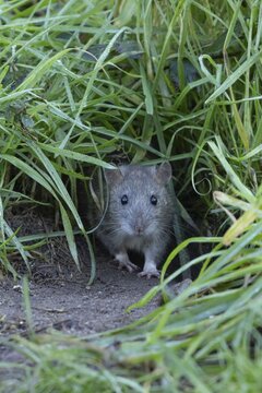 Brown rat (Rattus norvegicus) adult rodent animal emerging from a burrow hole in grassland, England, United Kingdom