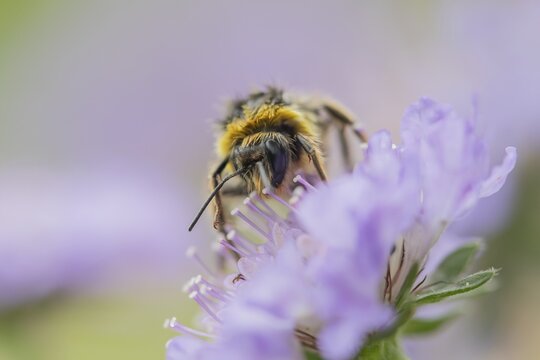 Buff tailed bumblebee (Bombus terrestris) adult bee insect feeding on a Field scabious flower in summer, England, United Kingdom