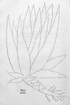 True aloe (Aloe vera), first printed illustration of an aloe, woodcut by Leonhart Fuchs, from New Kre&uuml;terbuch, neues Kr&auml;uterbuch, Michael Isingrin, Basel, Switzerland, 1543
